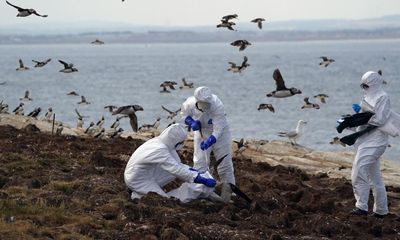 Bird flu outlook is ‘grim’ as new wave of the virus heads for Britain