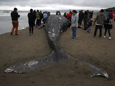 An unusually high number of whales are washing up on U.S. beaches