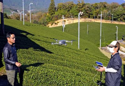 Tea growers brewing up markets overseas