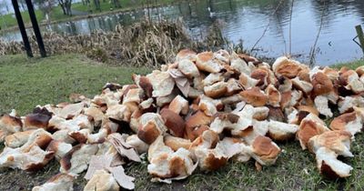 Rat fears as hundreds of rolls bizarrely dumped in Ayrshire park