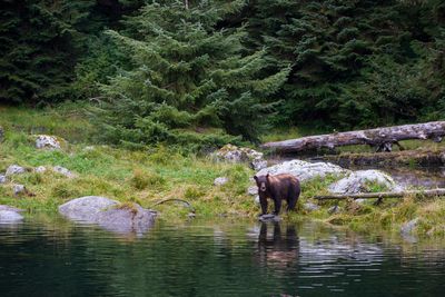 Threats to Tongass National Forest