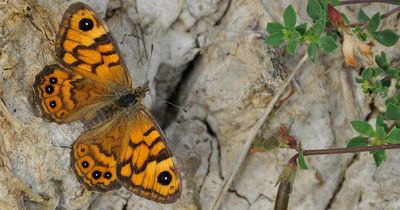 Butterfly species facing extinction in Northern Ireland