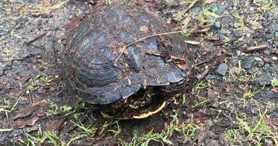 Stray terrapin found dumped beside canal in Kirkintilloch by member of the public