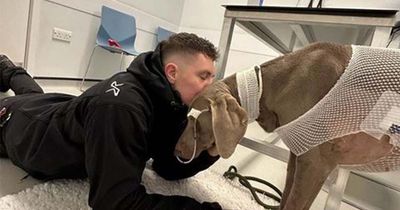 'I won't let my dog die,' says desperate owner facing £20,000 vet bills