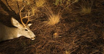 Fears over Brexit 'backdoor' for trophy hunters to bring home sick souvenirs