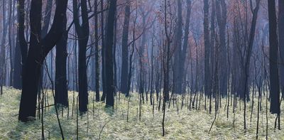 200 experts dissected the Black Summer bushfires in unprecedented detail. Here are 6 lessons to heed