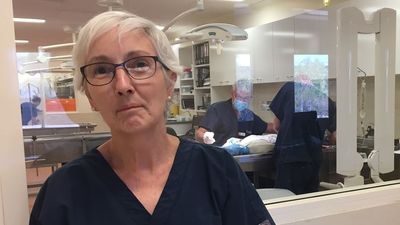 Alice Springs animal hospital to close due to COVID-19, crime wave and vet shortage