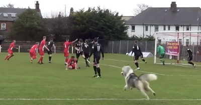 Watch Hurlford vs Pollok derailed by DOG on the pitch as enraged punter roars 'get this f****** dug to hell!'