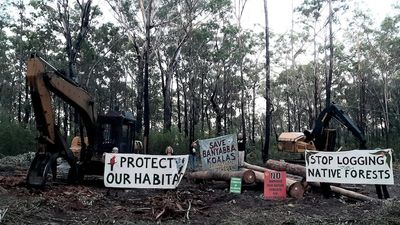 Native forest logging protests ramp up ahead of NSW state election