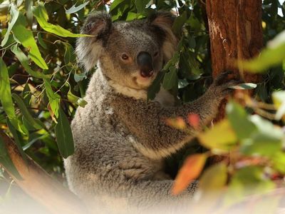 Greens propose moratorium on clearing of koala habitat