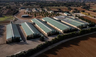 ‘We’re being invaded by pigs’: Spain’s pork revolution faces backlash