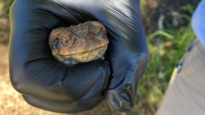 Investigations continue into Mandalong cane toad outbreak, with 51 found north of Sydney