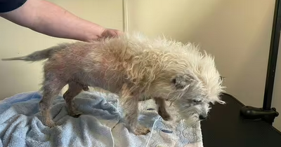 Dog with 'more fleas than we have seen on a single animal' is saved from death