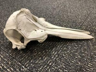 A dolphin skull was found in someone's luggage in Detroit