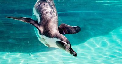 Chester Zoo is hiring a bird keeper to care for its parrots and penguins
