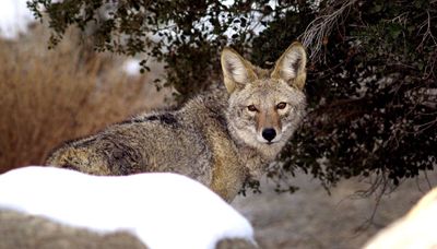 End wildlife killing contests in Illinois