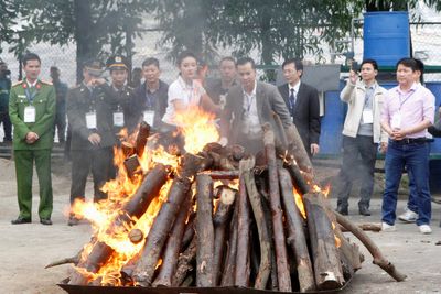 Vietnam seizes 600 kg of ivory smuggled from Africa