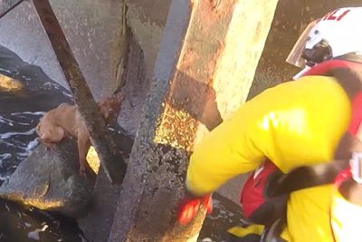 Footage shows rescue of dog trapped after falling three metres into the sea