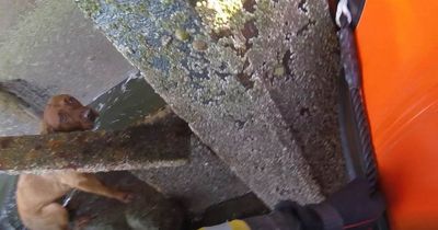 Video shows dog rescue from tiny rock after plunging three metres down Scots sea wall