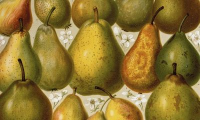 A pear: ‘Ah, so you give me your rotten pears! What real jackasses you are!’