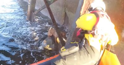 Dramatic footage shows East Lothian dog being rescued by hero lifeboat crew