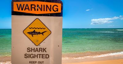 World's shark attack hotspot is revealed - with 16 people bitten last year alone