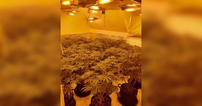 Huge cannabis farm with over 400 plants seized during police raid