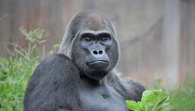 Brookfield Zoo gorilla group gets a new leader, 26-year-old Jontu