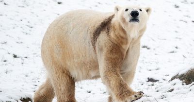 Polar bear that killed a mother and her baby son in Alaska 'was in poor health'