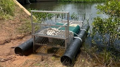 NT wildlife rangers investigating after three-metre crocodile found beheaded in Darwin rural area