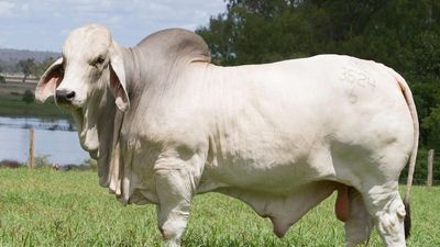 Semen from Australia's most expensive bull sells for $24,000 at auction