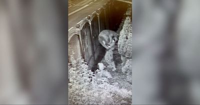 Bizarre CCTV shows struggling thieves stealing bear and chimp ornaments from garden centre