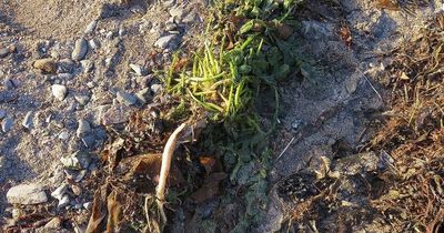 Dog dies after eating 'terror' plant washed up on beach from Irish Sea