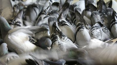 Pigeons in 'plague proportions' across Eyre Peninsula town as pest controllers wield air rifles