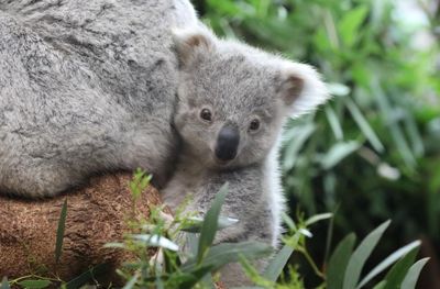 Heart-warming first images of koala joeys born at Edinburgh Zoo released