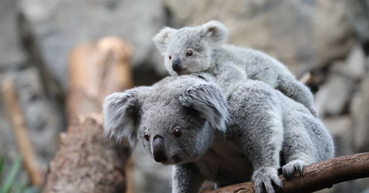 Edinburgh Zoo's new baby koalas pictured in 'adorable'…