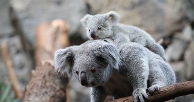 Edinburgh Zoo's new baby koalas pictured in 'adorable' first look