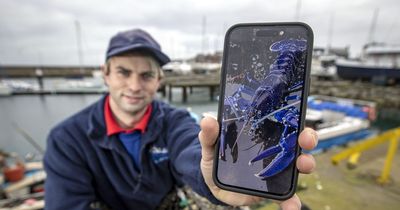 Belfast Lough rare blue lobster catch 'two million to one shot' says skipper