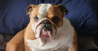 Bulldog bred so wrinkly she needed two-hour facelift op