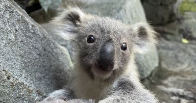 Edinburgh Zoo shares first look of adorable baby koalas as they emerge from pouch