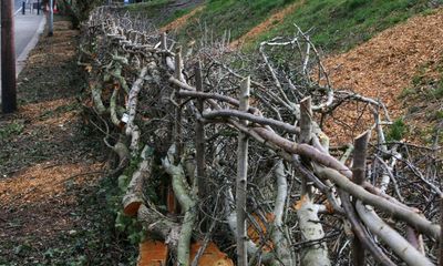 Shortage of UK foresters prompts government to offer free courses