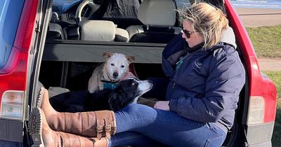 Heartbroken dog owner joined by dozens of canine-lovers for collie's final walk