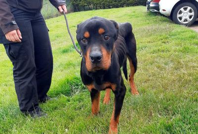 Elderly couple handed lifetime ban on owning animals after starving their Rottweilers