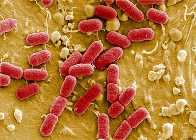 Harmful pollution boosting superbug 'silent pandemic'