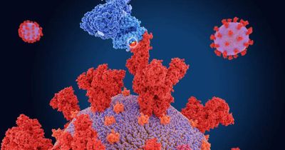 What we've learned from intentionally infecting people with Covid