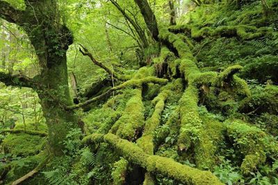 Scottish Government to appoint ‘rainforest co-ordinator’ to save rare woodlands