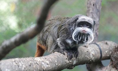 Man arrested over Dallas zoo monkey kidnap planned further thefts – police
