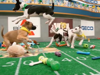 Puppy Bowl XIX: How do you adopt the puppies from Team Ruff and Team Fluff?