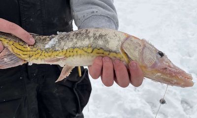 Ice fisherman catches odd-looking fish that was considered suspicious