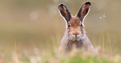 Four men found guilty after being caught hare coursing in Stirling